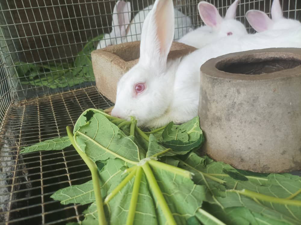 Alimentation Végétale