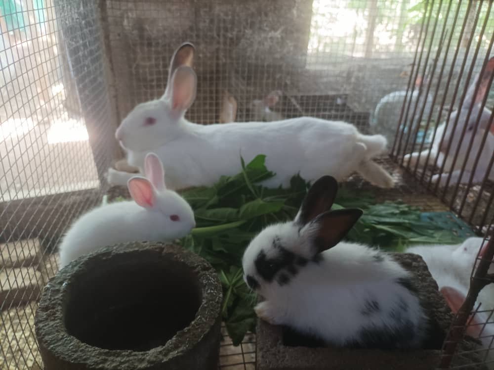 Sélection Naturelle