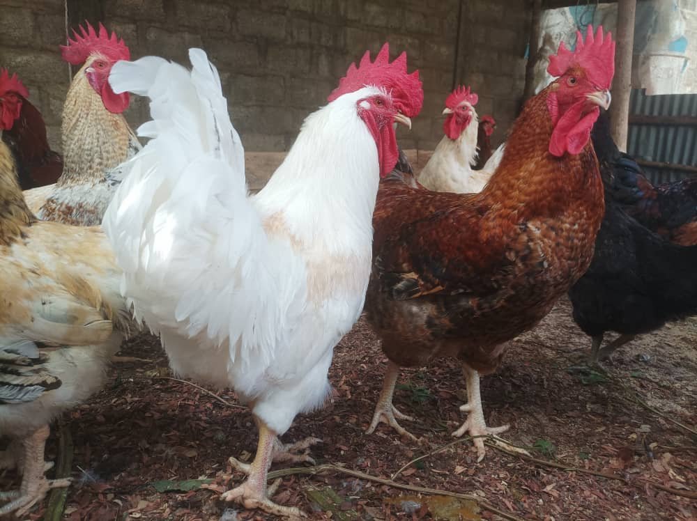 Alimentation Naturelle